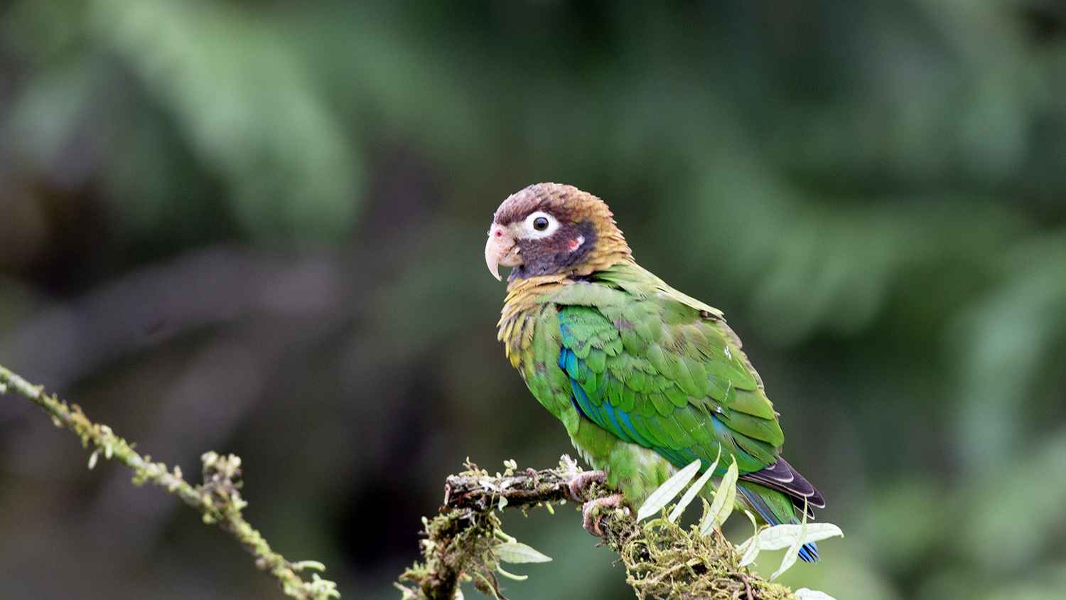 Brown-hooded Parrot
